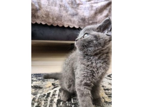 2 aylık dışı british shorthair yavru