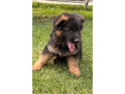 Saf kan alman çoban köpeği yavruları