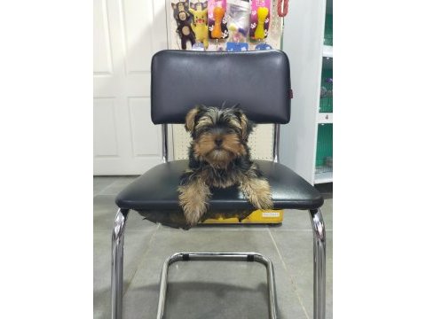 3.5 aylık dişi yorkshire terrier