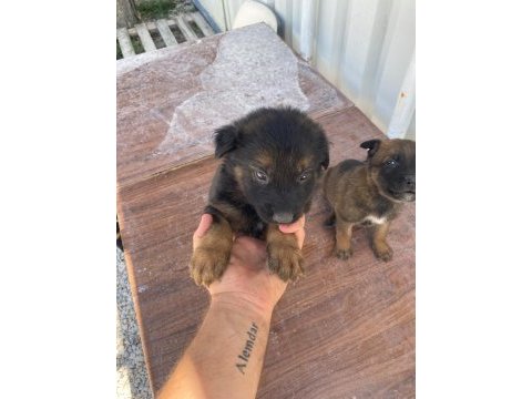 Yavru rottweiler ve yavru kurt 3 aylıklar