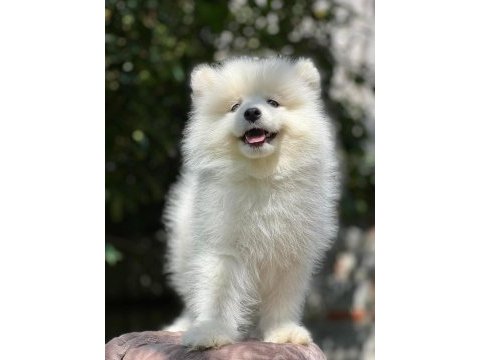 Pamuk gibi samoyed yavrular