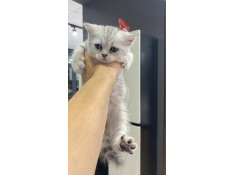 British shorthair kızımız sahiplendirilecektir