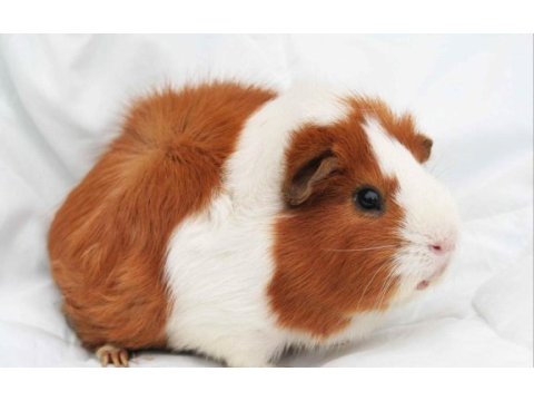 Hamster gonzalez gunıea pıg