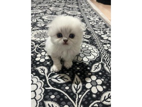 1.5 aylık scottish longhair safkan yavrular