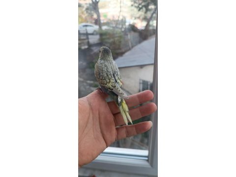 Yeni yeme düşmüş muhabbet kuşu yavrular