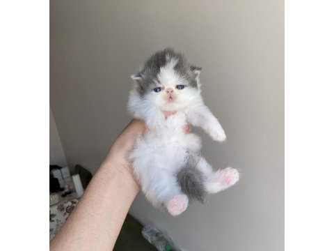 Safkan dünya güzeli exotic shorthair bebek