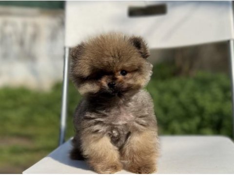 Mikro tea cup mükemmel yapıda pomeranian boo