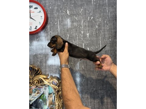 Dachshund erkek yavrular (sosis)