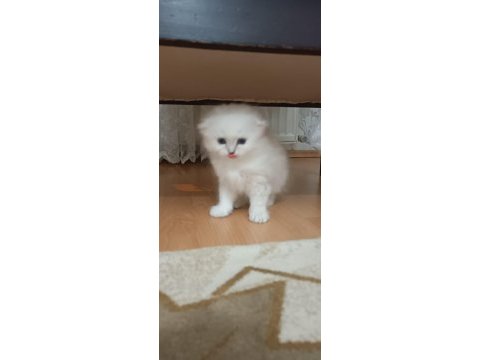 Mavi gözlü erkek scottish fold