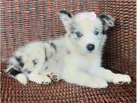 A kalite border collie yavrular