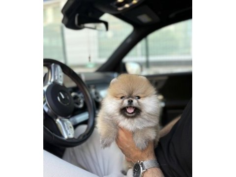 Pomeranian boo köpekler