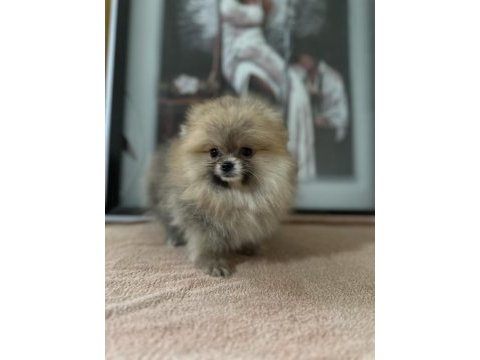 Sağlık ve ırk garantili pomeranian yavrularımız 