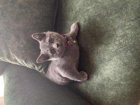 3 aylık çok tatlı british shorthair