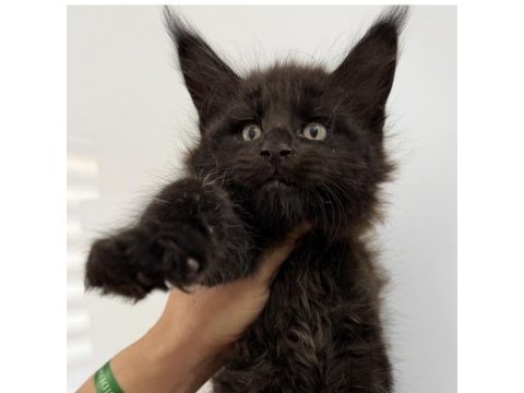 Xxxl siyah erkek maine coon