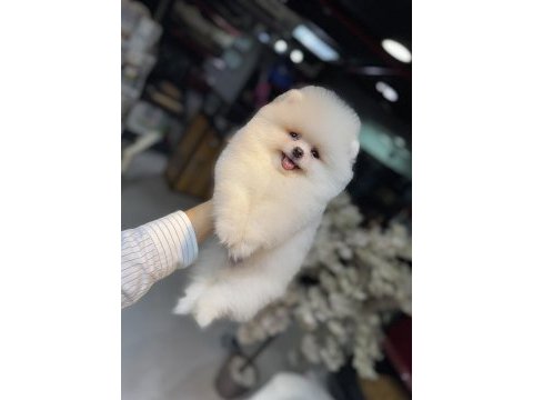 Excatly teddy bear-ayı suratlı şecereli pomeranian bebekler