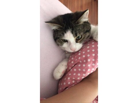 Muffin yuva arıyor tekir