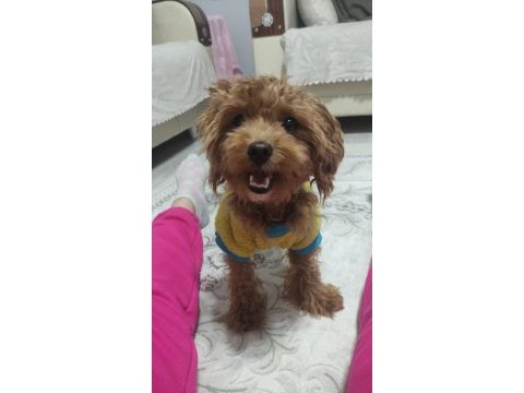 1 yaşında dişi poodle kızımızı sahiplendiriyoruz