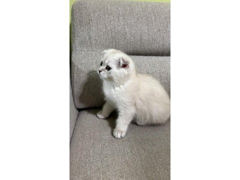 Scottish fold yavrular