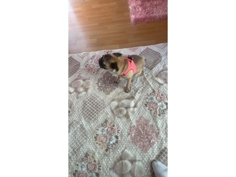 Pug kızıma ömürlük yuva