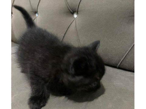 2 aylık british longhair ve siyam yavrular yuva arıyor