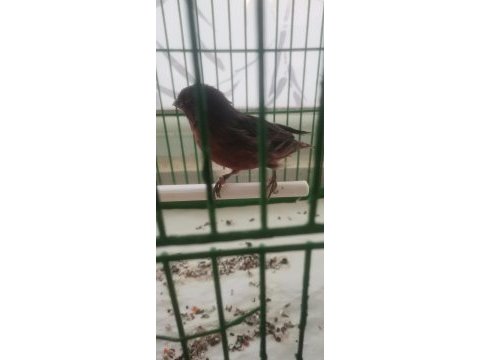 Erkek orjinal bakiri kanarya