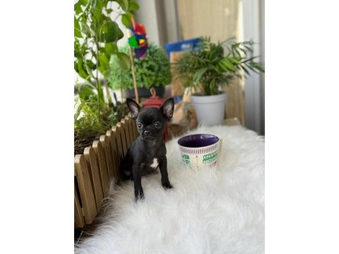 3 aylık erkek yavru chihuahua