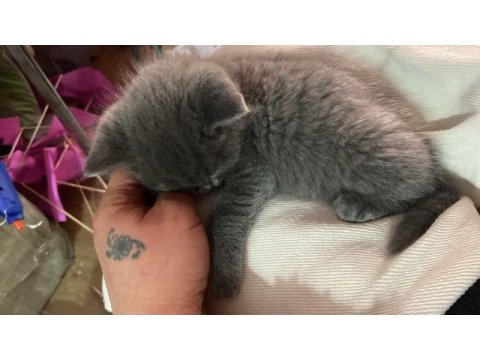Lütfen acil olarak yuva arıyoruz kediler ücretsizler