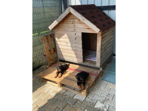Irk garantili iri boy doberman yavrularımız