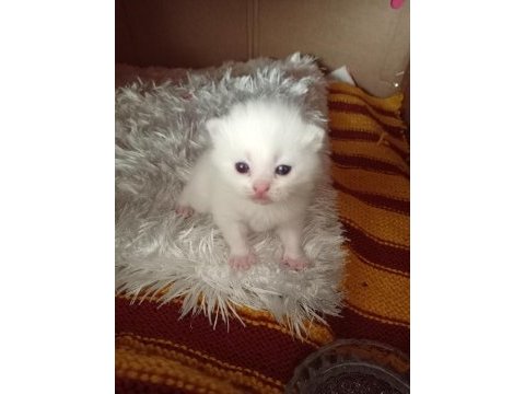 Yeni yavru iran kedisi bebekler