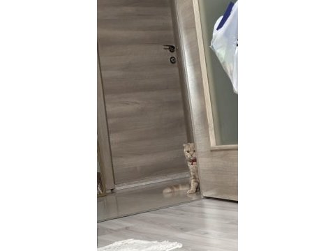 Izmir cigli 9 aylik kısıt erkek kedimizi sahiplendirme