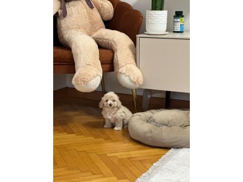 2 aylık orjinal maltipoo 0 numara