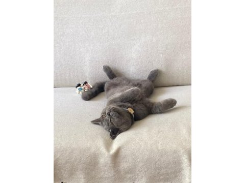 British shorthair erkek 8 aylıktır