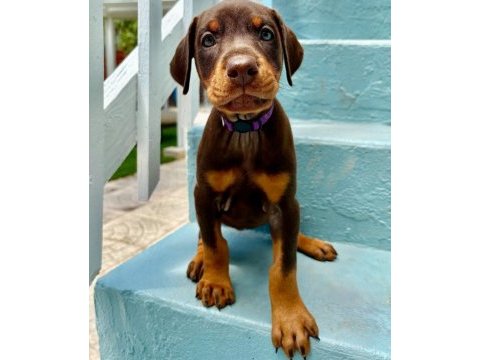 Muhteşem doberman bebekler güvenli kapıya teslim