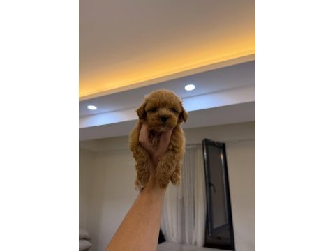 Koyu renk kore teacup maltipoo yavrumuz yeni yuvasına hazır