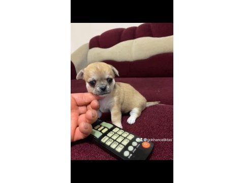 Minik şivava patikler