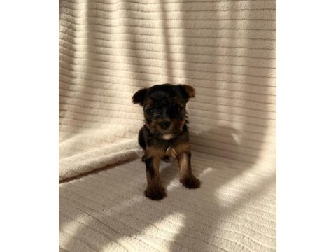 Ev doğumlu teacup yorkshire terrier