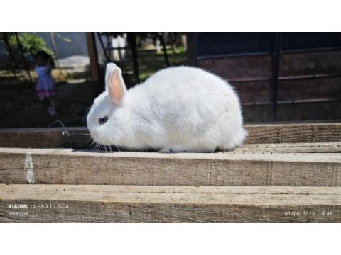 Hollanda cüce tavşan yavrular