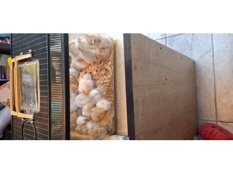 Suriye hamster yavrularımız