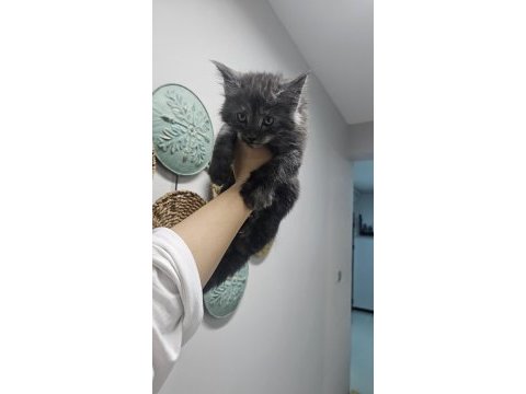 Safkan maine coon yavruları