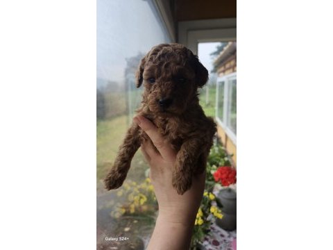 Toy poodle yavrular