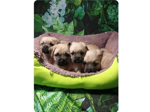 Pug mops mal bebekler
