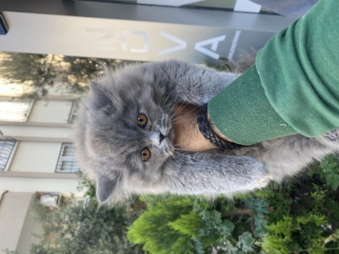 Yavrularımız ırk ve sağlık garantili british longhair