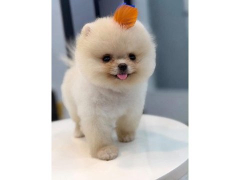 Pomeranian boo yavrumuz