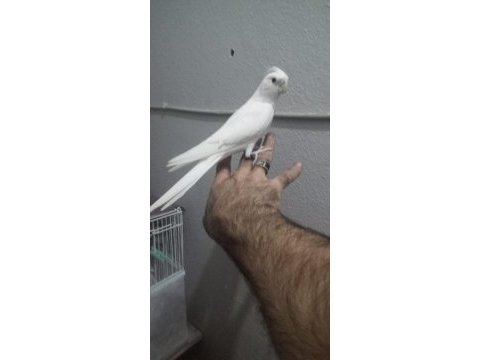 Yavru sultan papağanı