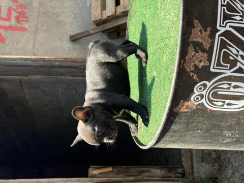 Mükemmel anatomi de french bulldog yavrularımız
