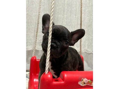 1.5 aylık french bulldog yavrular