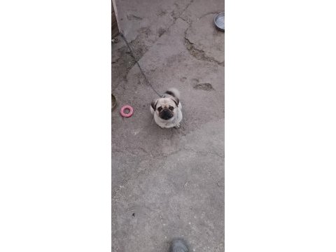 Pug kızıma eş arıyorum