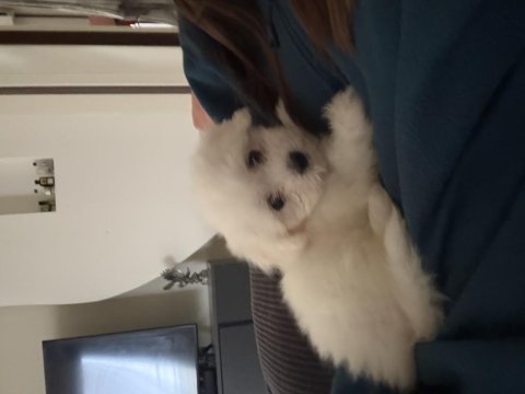 2.5 aylık yavru terrier