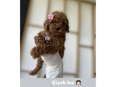 Kore poodle