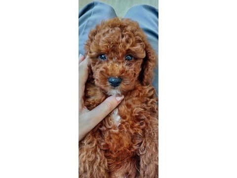 2,5 aylık toy poodle